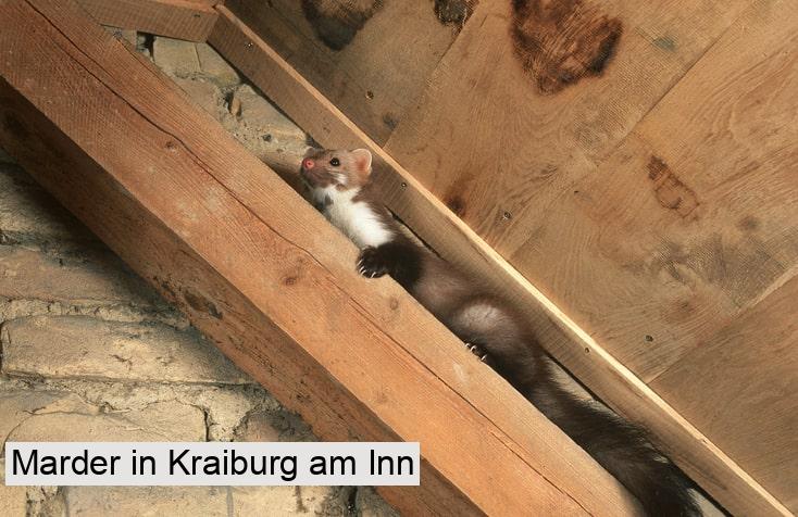 Marder in Kraiburg am Inn